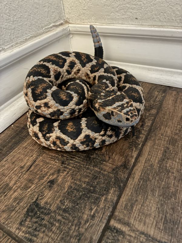 Hand-painted 3D-printed rattlesnake coiled on a wood floor